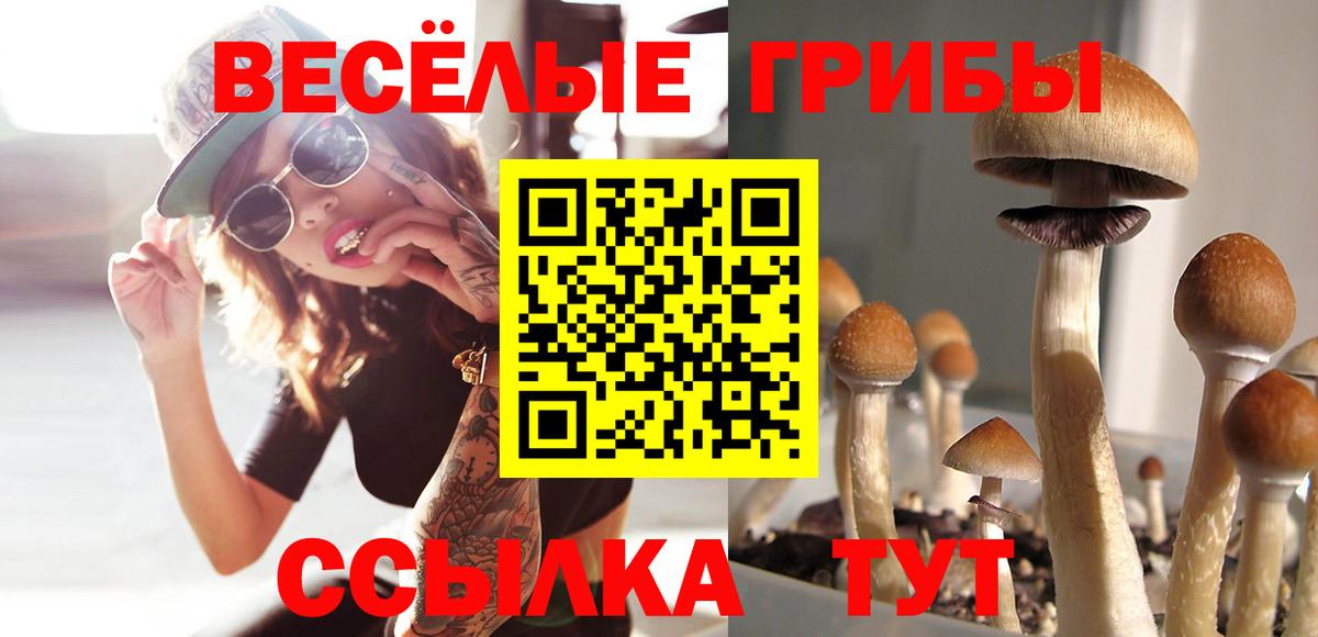 Псилоцибиновые грибы Psilocybe Дятьково